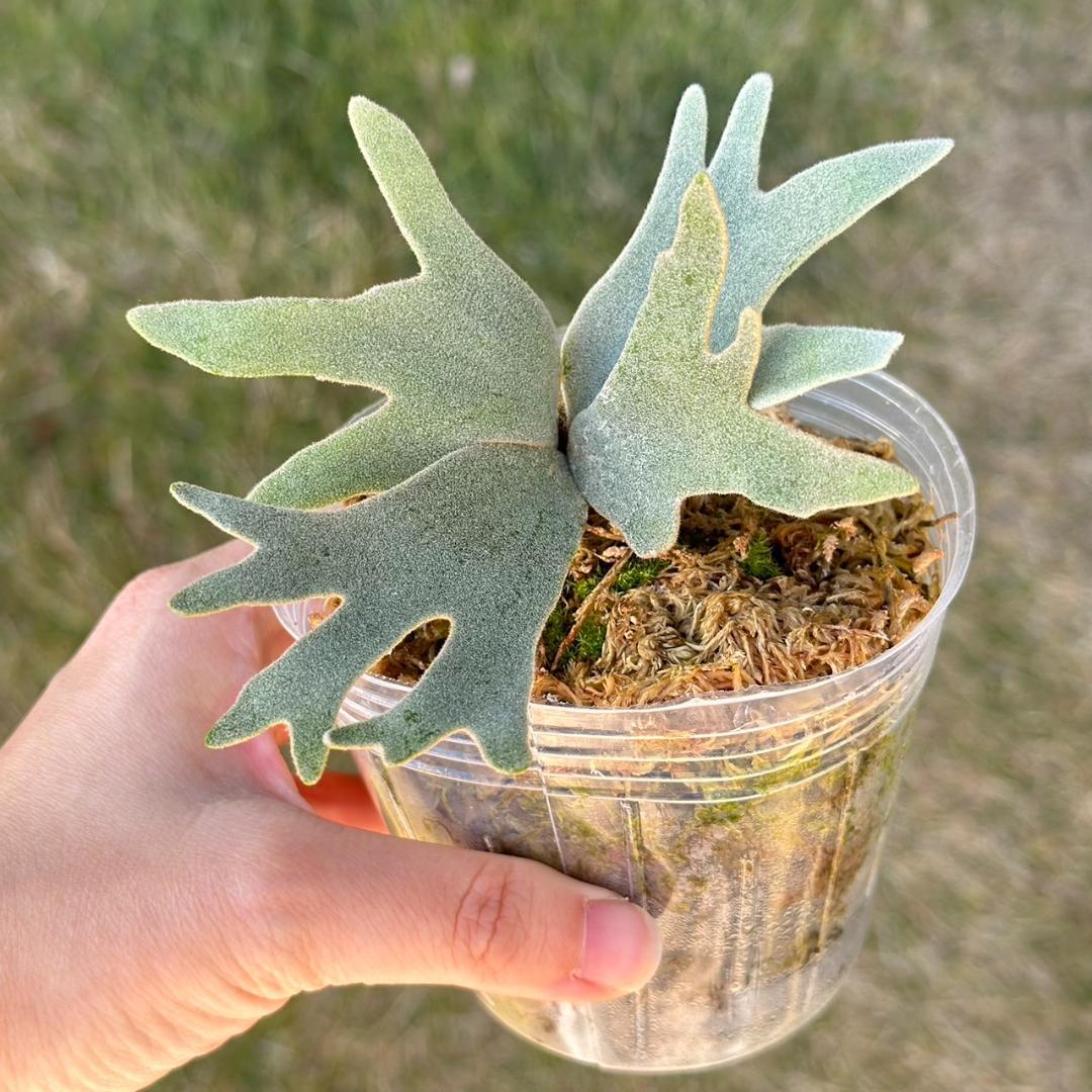 P. willinckii ’Bacteria’ spore　14