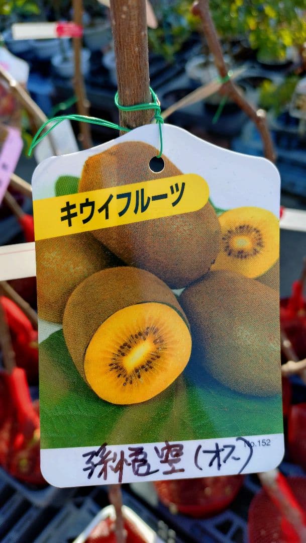 キウイフルーツ苗木「ヘイワード・メス」「孫悟空・オス」苗木２年生２本セット販売品
