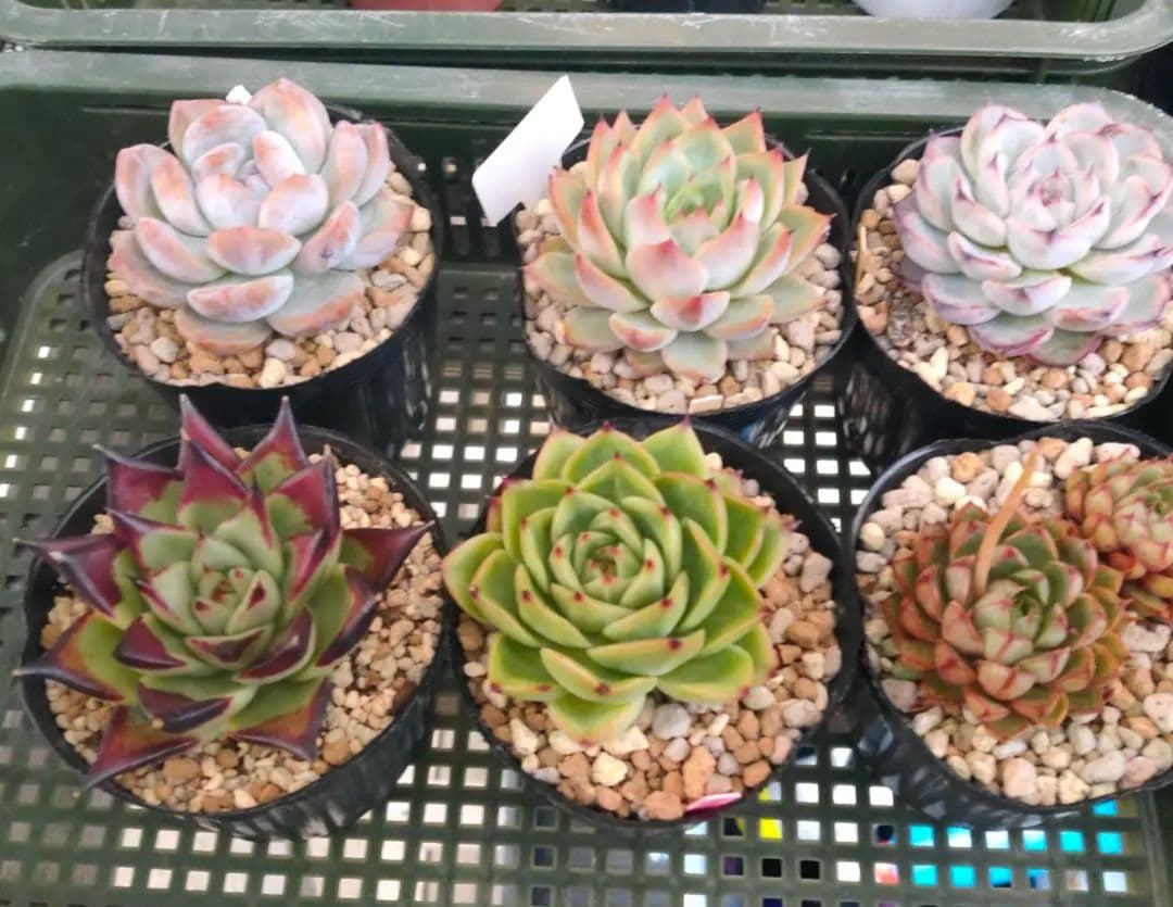 多肉植物 エケベリア