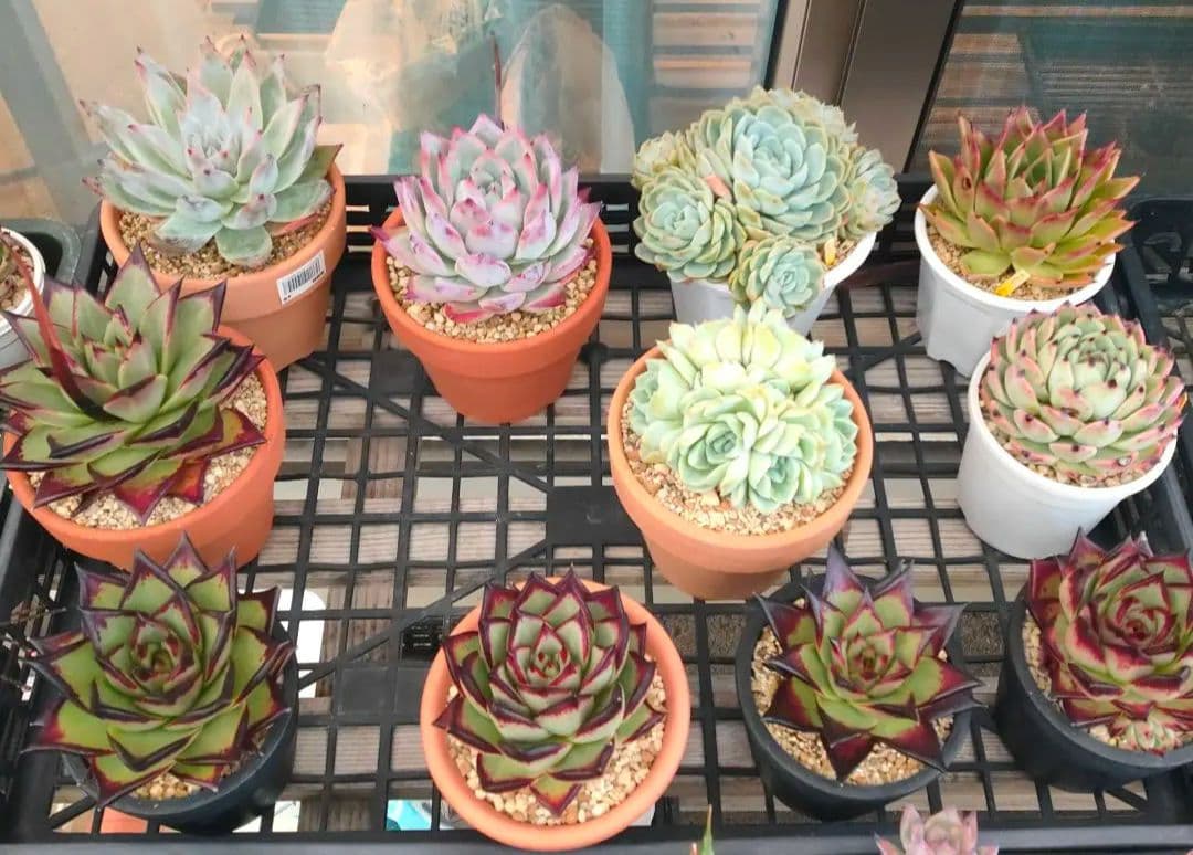 多肉植物 エケベリア