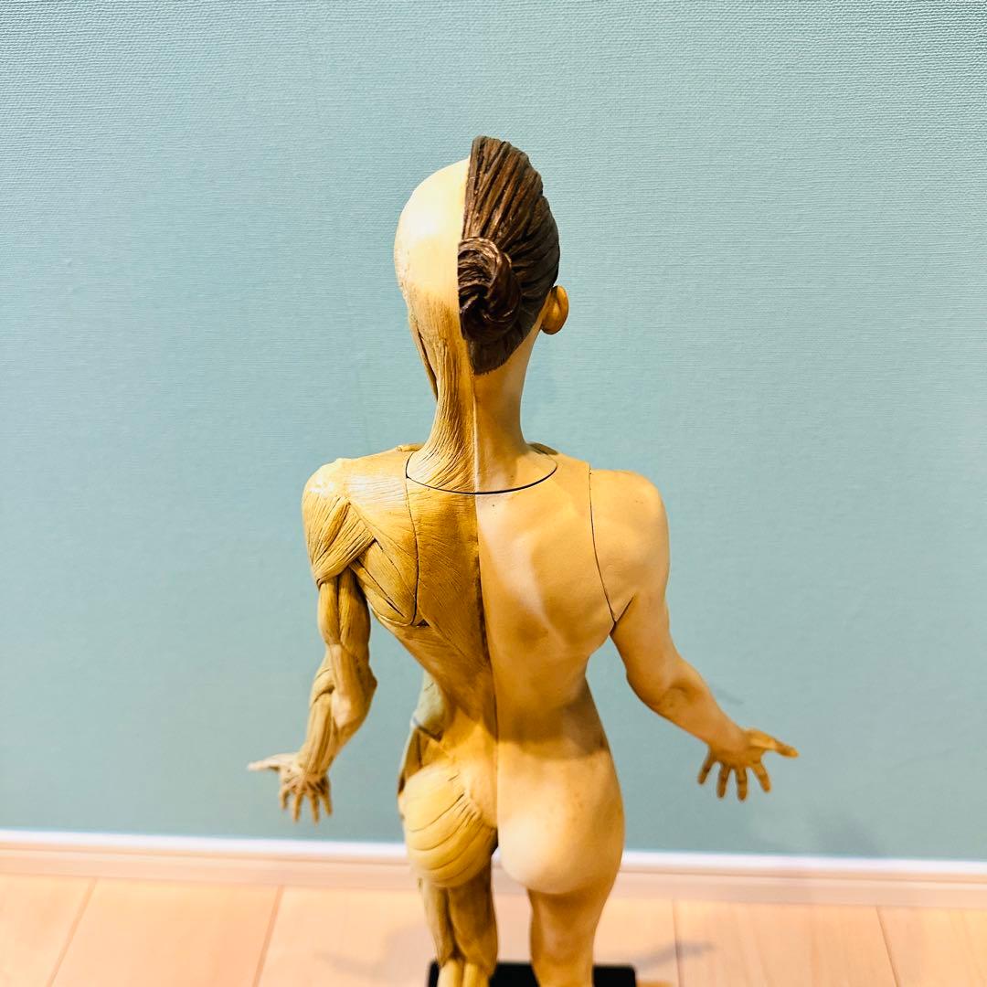 AnatomyTools　Female 1:3 Flesh 人体模型 アナトミー