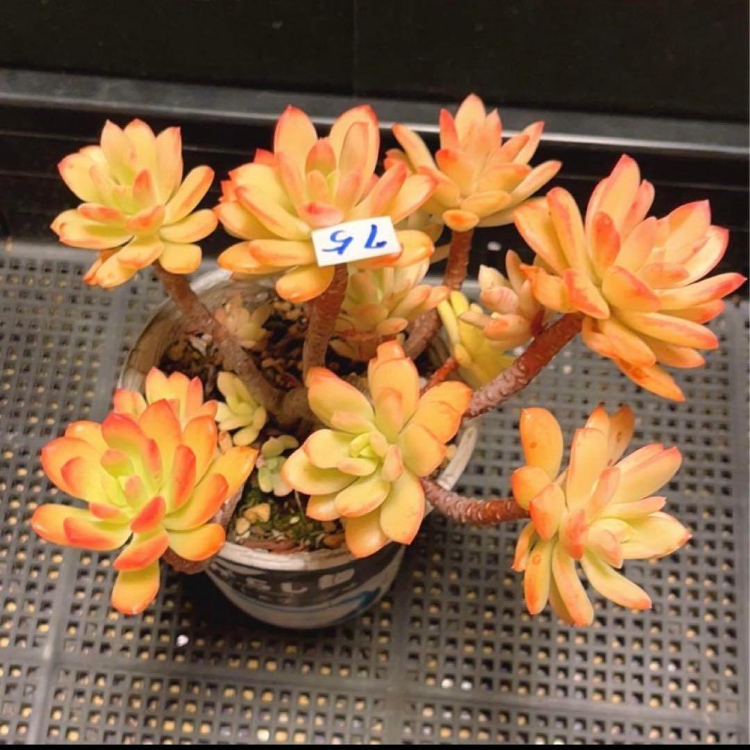 75#多肉植物❤️ミニベル錦群生❤️極美斑　極美苗❤️12頭17cm!拔キ苗！