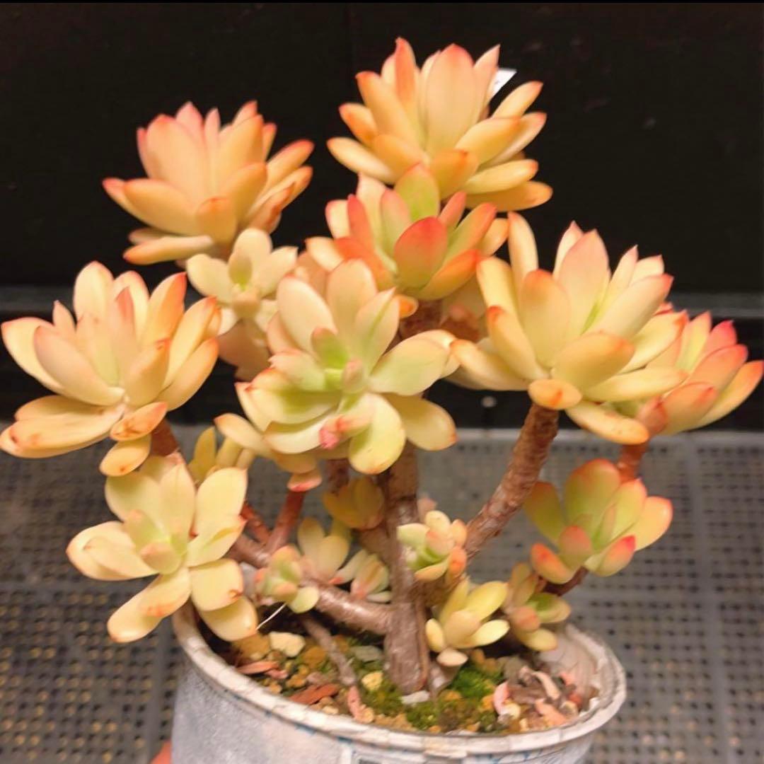 75#多肉植物❤️ミニベル錦群生❤️極美斑　極美苗❤️12頭17cm!拔キ苗！