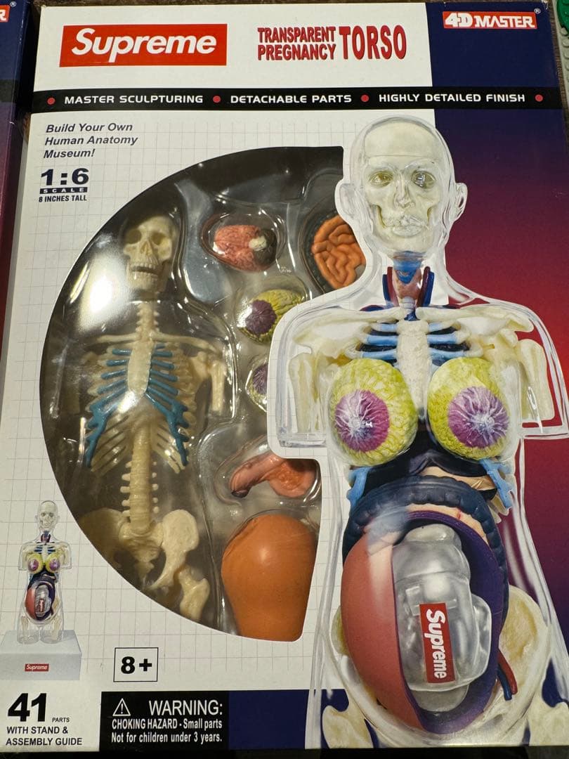【特価】新品Supreme Female Anatomy Model人体模型