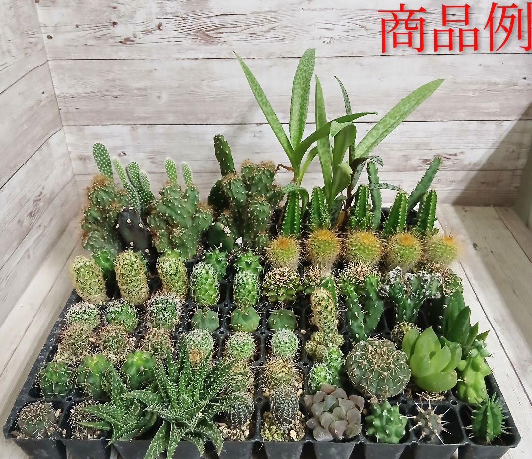 多肉植物　ミニサボテン　抜き苗　おまかせ　100個　※発送 1/6以降