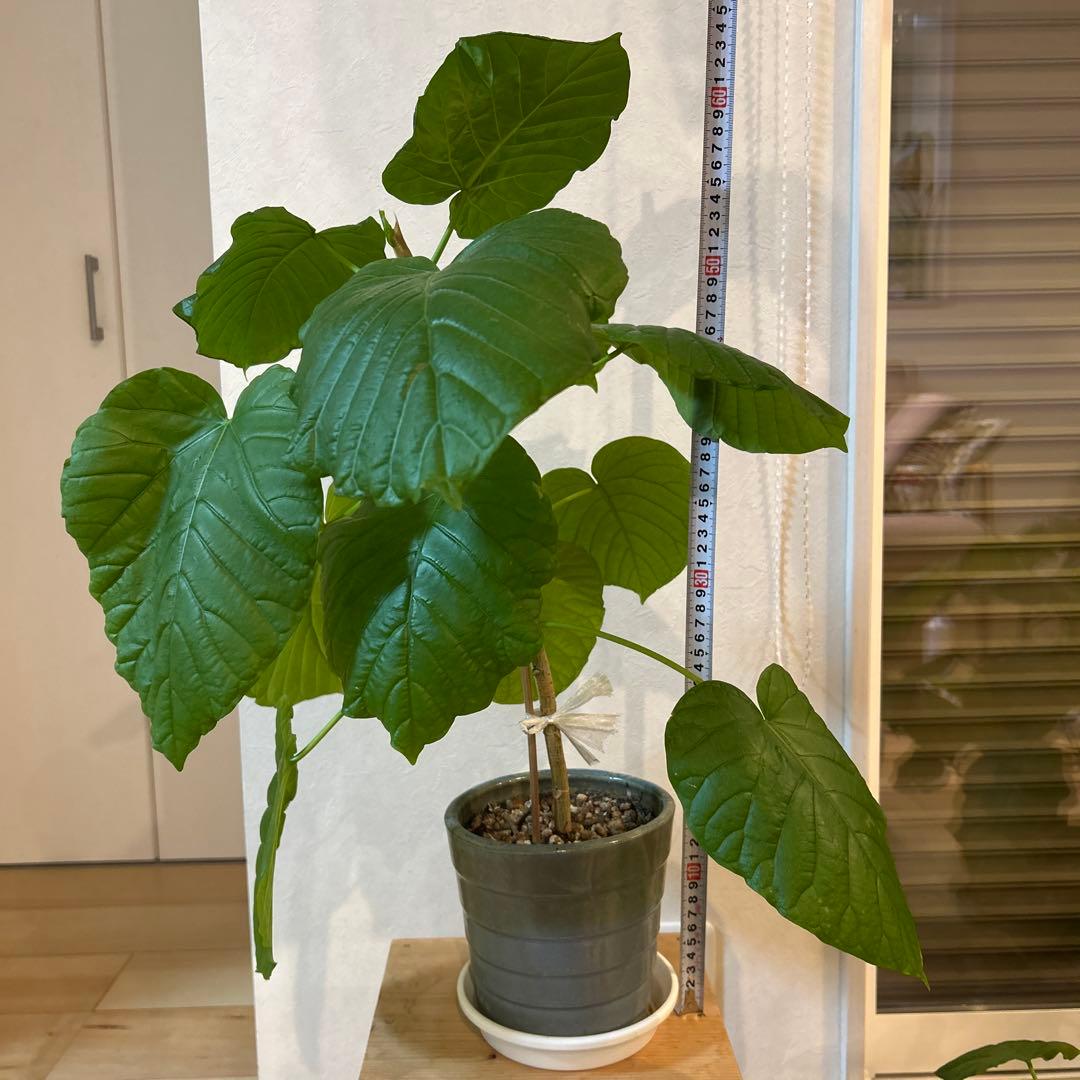 新芽有　5号鉢　鉢上50cm 1番大きな葉20cm 鉢付き　003