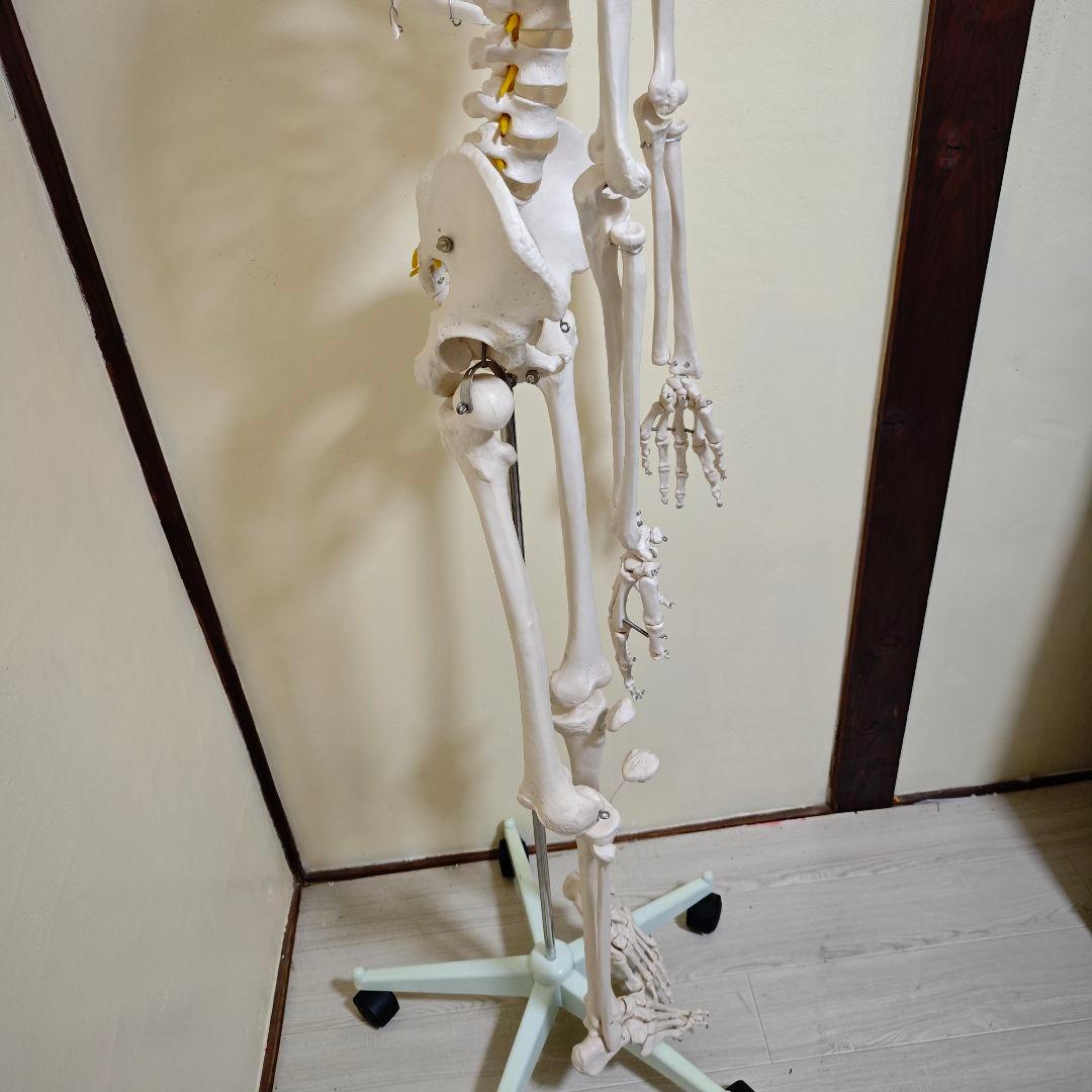【美品】骨格標本・人体模型・台座付き等身大 可動関節 170cm
