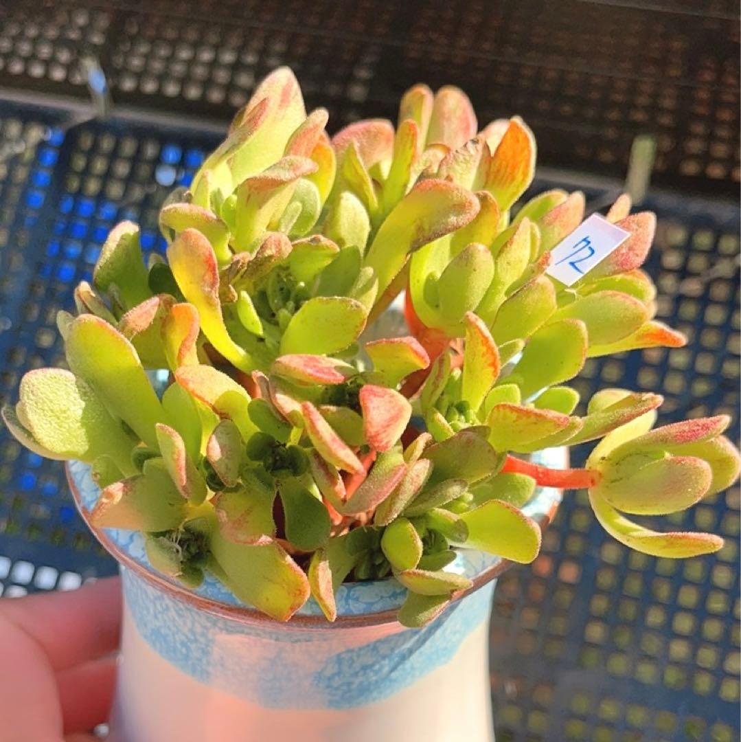 72 #多肉植物❤️アエオニウム❤️ リトルフォックス❤️19頭9cm拔き苗
