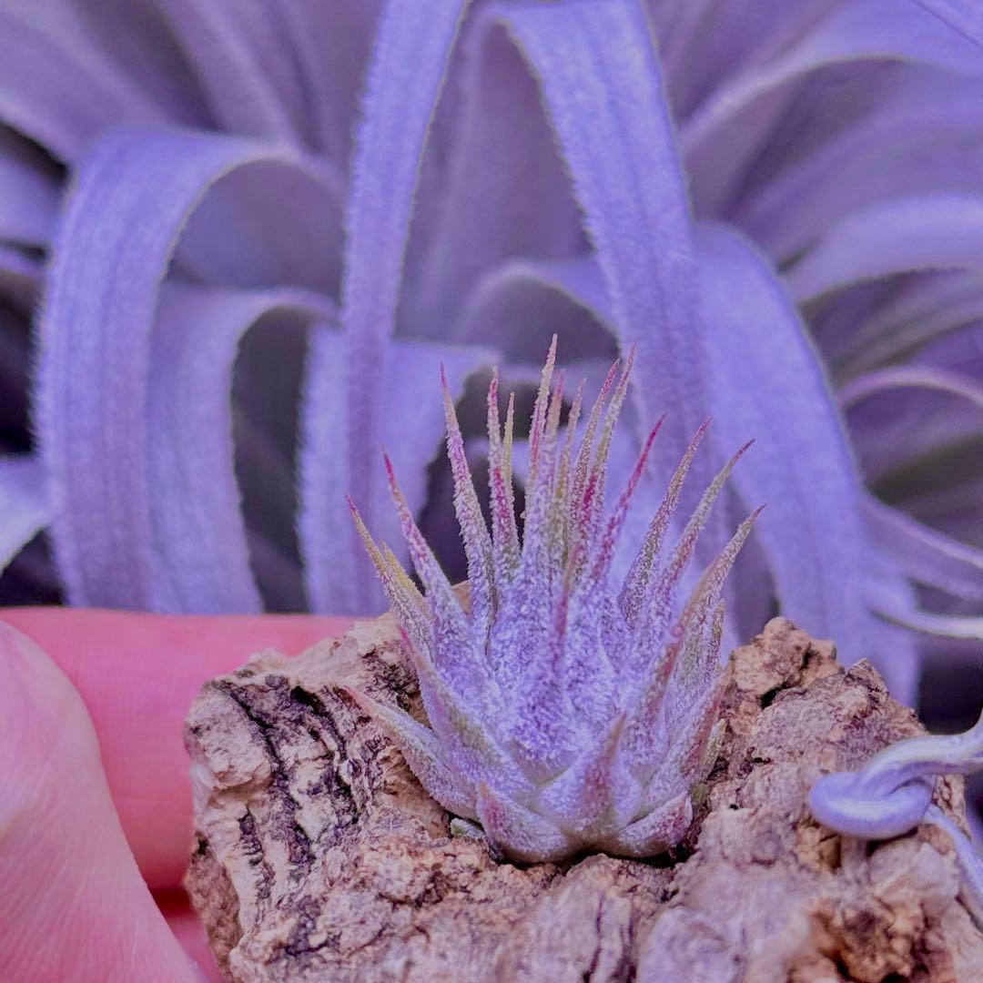 m*o様 Tillandsia ionantha Guatemala sp