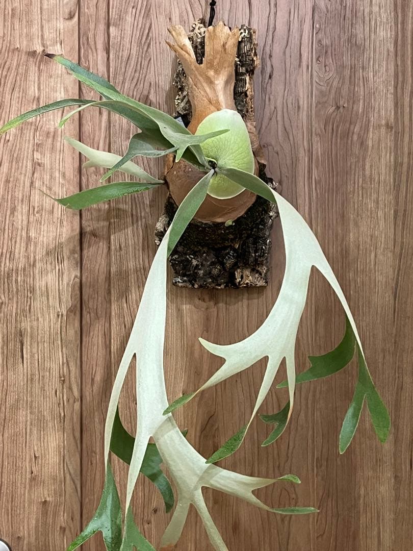 ビカクシダ　P.willinckii wild Indonesia