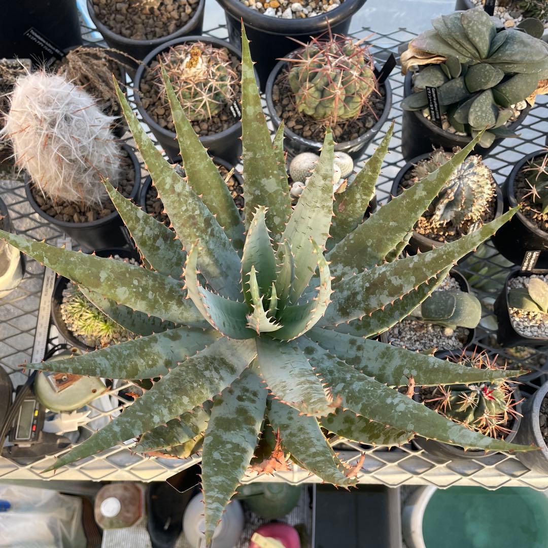 アロエ ペグレラエ 大株 6号鉢