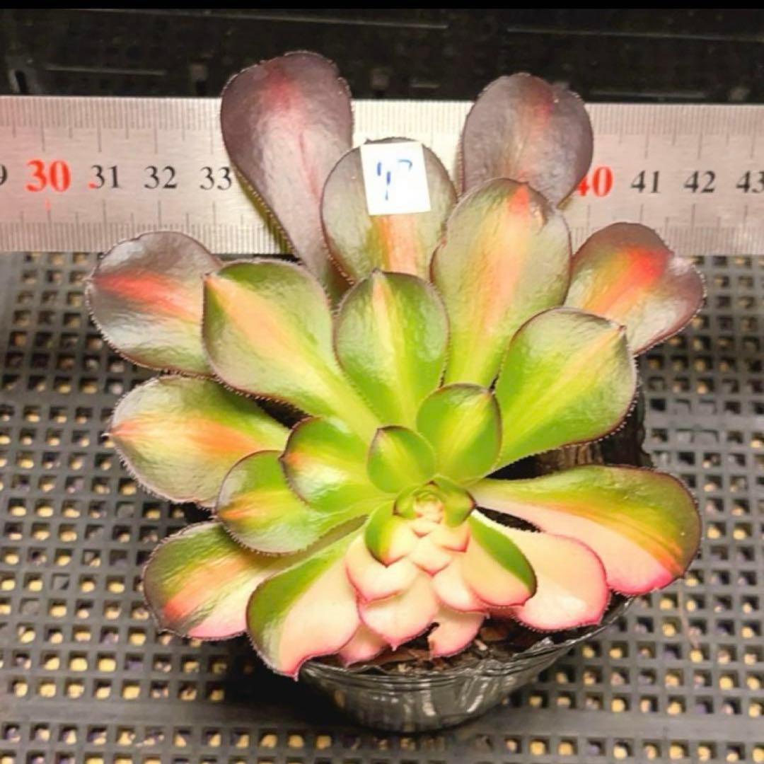 77 #多肉アエオニウム錦❤️ シャネル 变異花顔 ❤️1頭12cm拔き苗