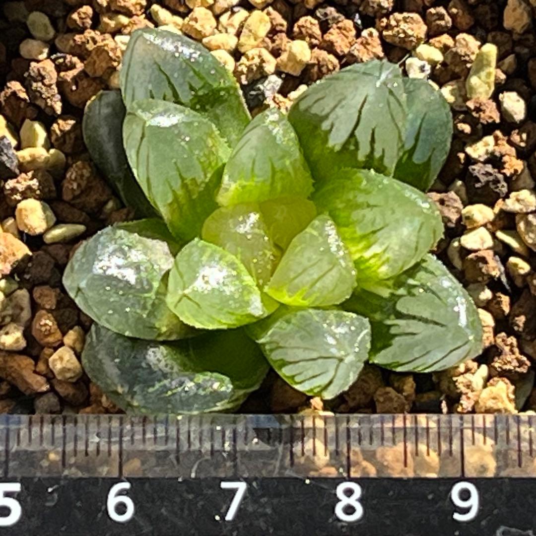 ハオルチア ブラック水晶オブツーサ錦