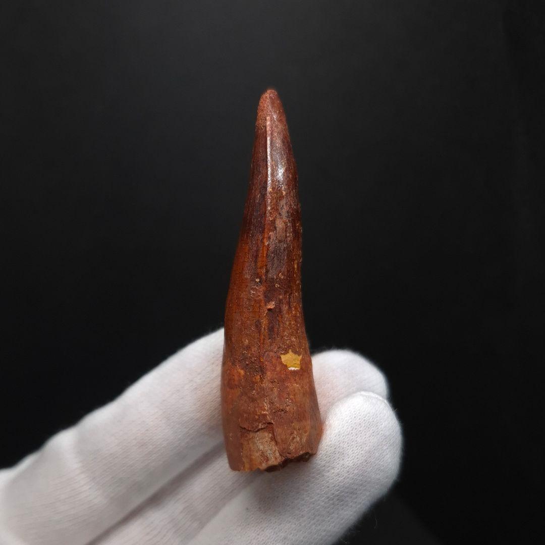 極上 スピノサウルス 本物 モロッコ産 64.58mm fsp14