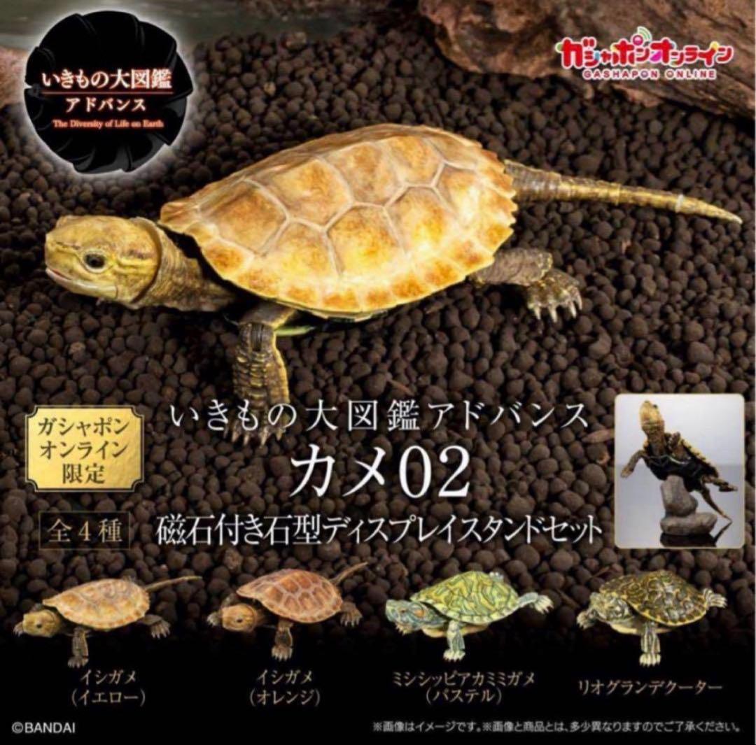いきもの大図鑑アドバンス　カメ02 オンライン限定　コンプリート