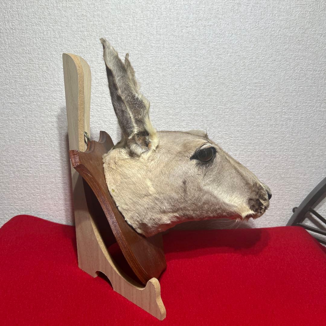 ナ*オ様 カンガルー　剥製　ハンティングトロフィー型　頭部　インテリア　オブジェ