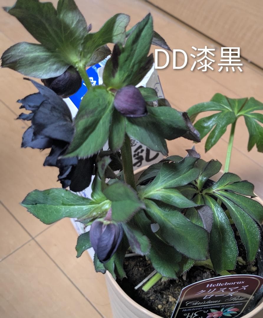 71 DD漆黒　桜の様なギザ花弁 大鉢苗