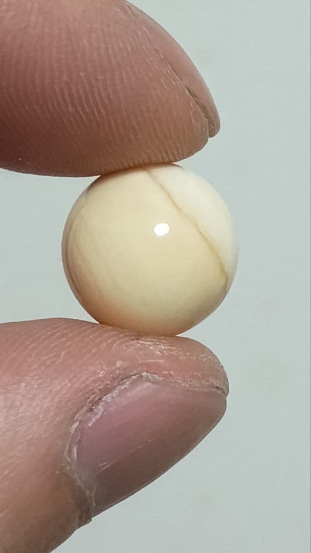 マッコウ鯨 牙玉 鯨歯玉 標本 緒締 根付 約12.4㎜