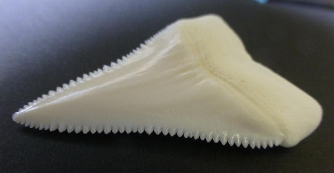 ホホジロザメ（Carcharodon carcharias）の歯44.9mm