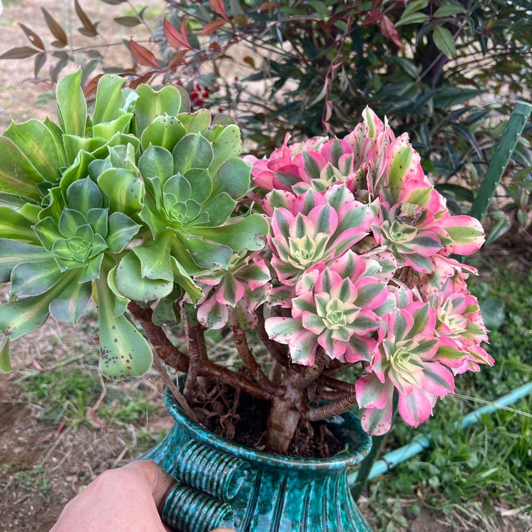 多肉植物。 ピンク魔女七彩法師錦。群生