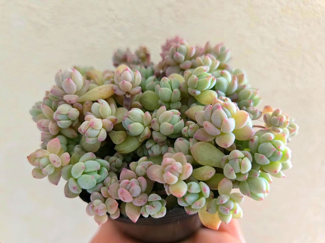 多肉植物♡ダーリーサンシャイン～ちび苗～つぶつぶ～♡ポットごと発送のお値段^^②