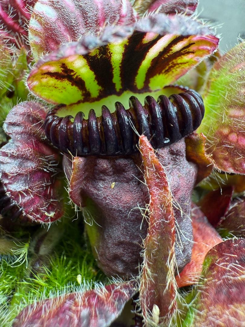 水*苔様 Cephalotus follicularis Big Mouth C