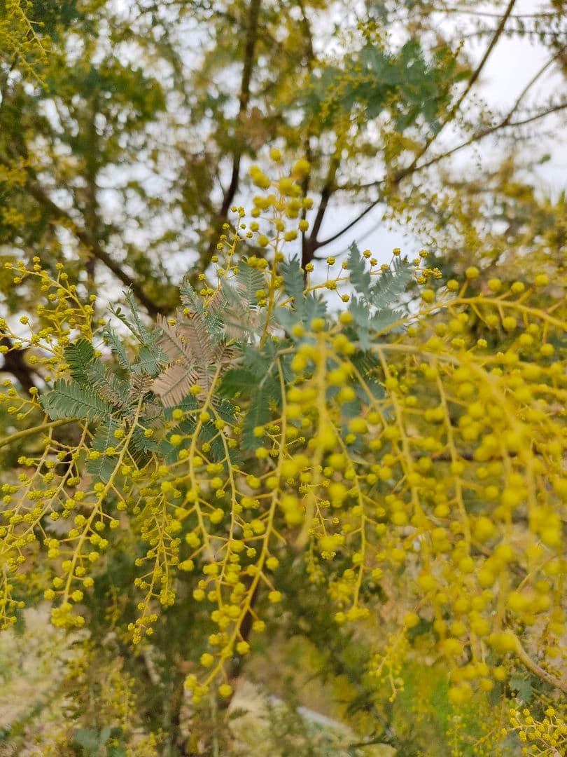 終了しました。2023年  ミモザ予約