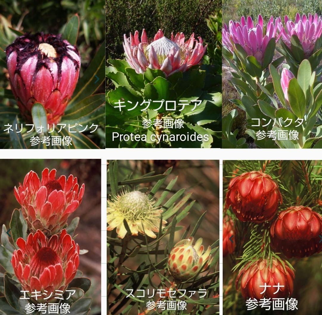シバタ　プロテア５種苗