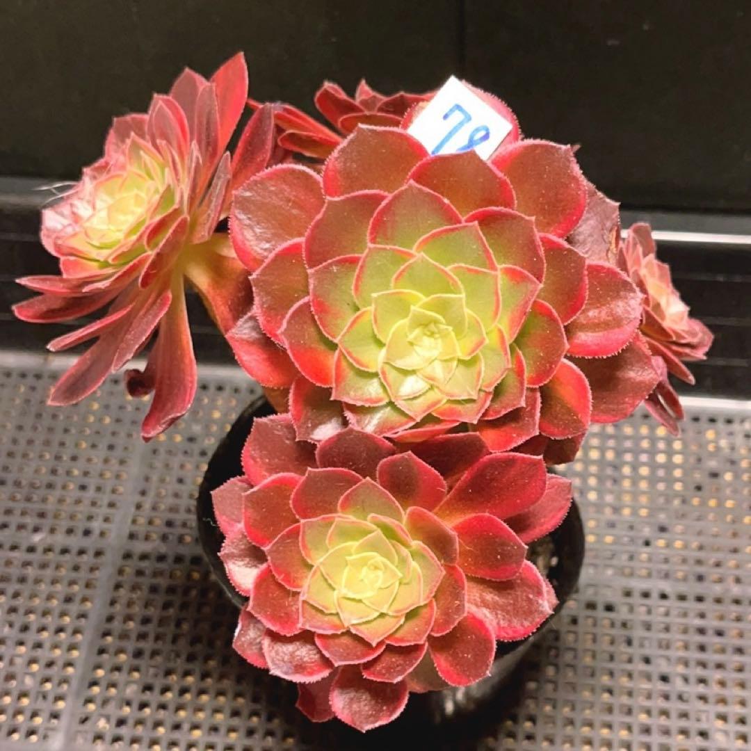 78#多肉植物アエオニウム錦❤️ ハロウィンイエロー錦❤️5頭17cm 鉢土付き出荷