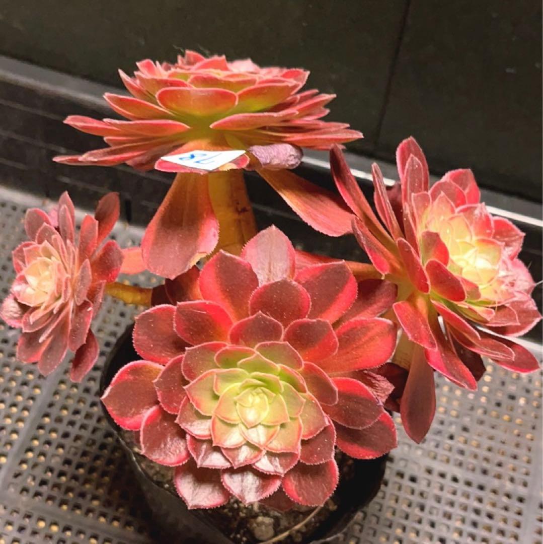 78#多肉植物アエオニウム錦❤️ ハロウィンイエロー錦❤️5頭17cm 鉢土付き出荷