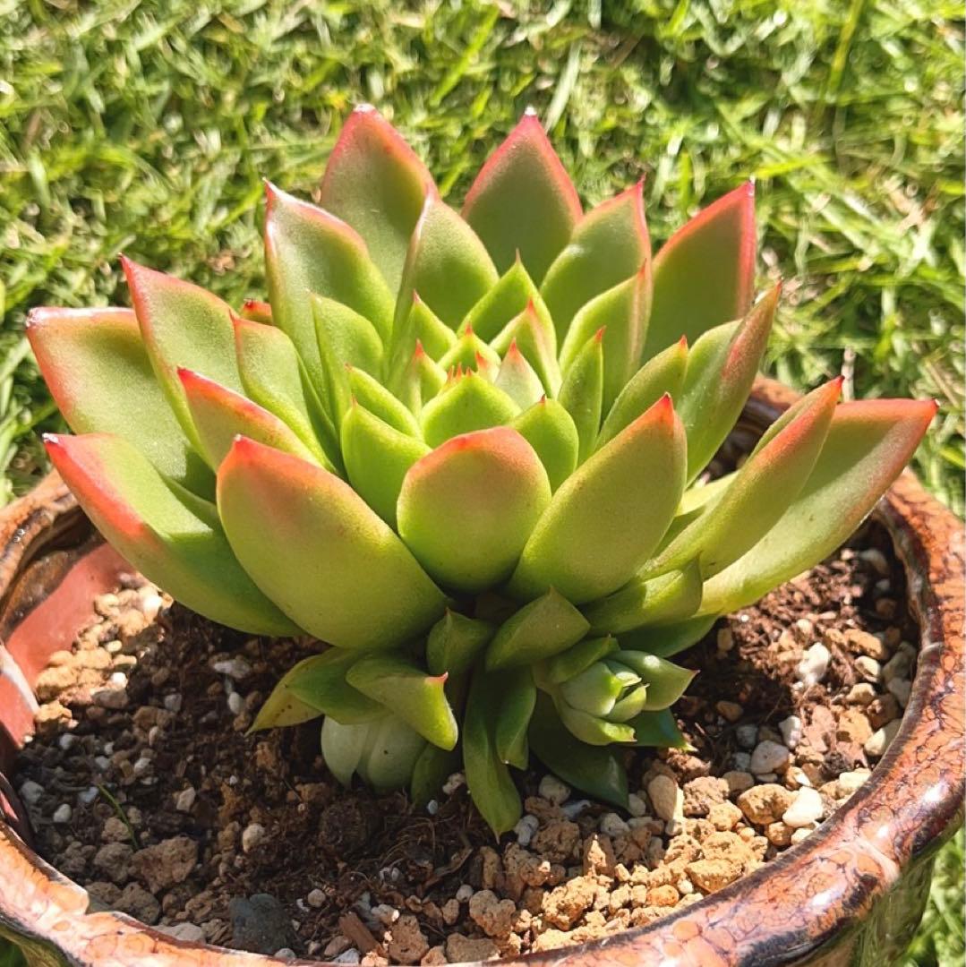 多肉植物❤️フロリディティール ❤️1大頭5小頭11cm拔き苗三年生セダム  おまけ