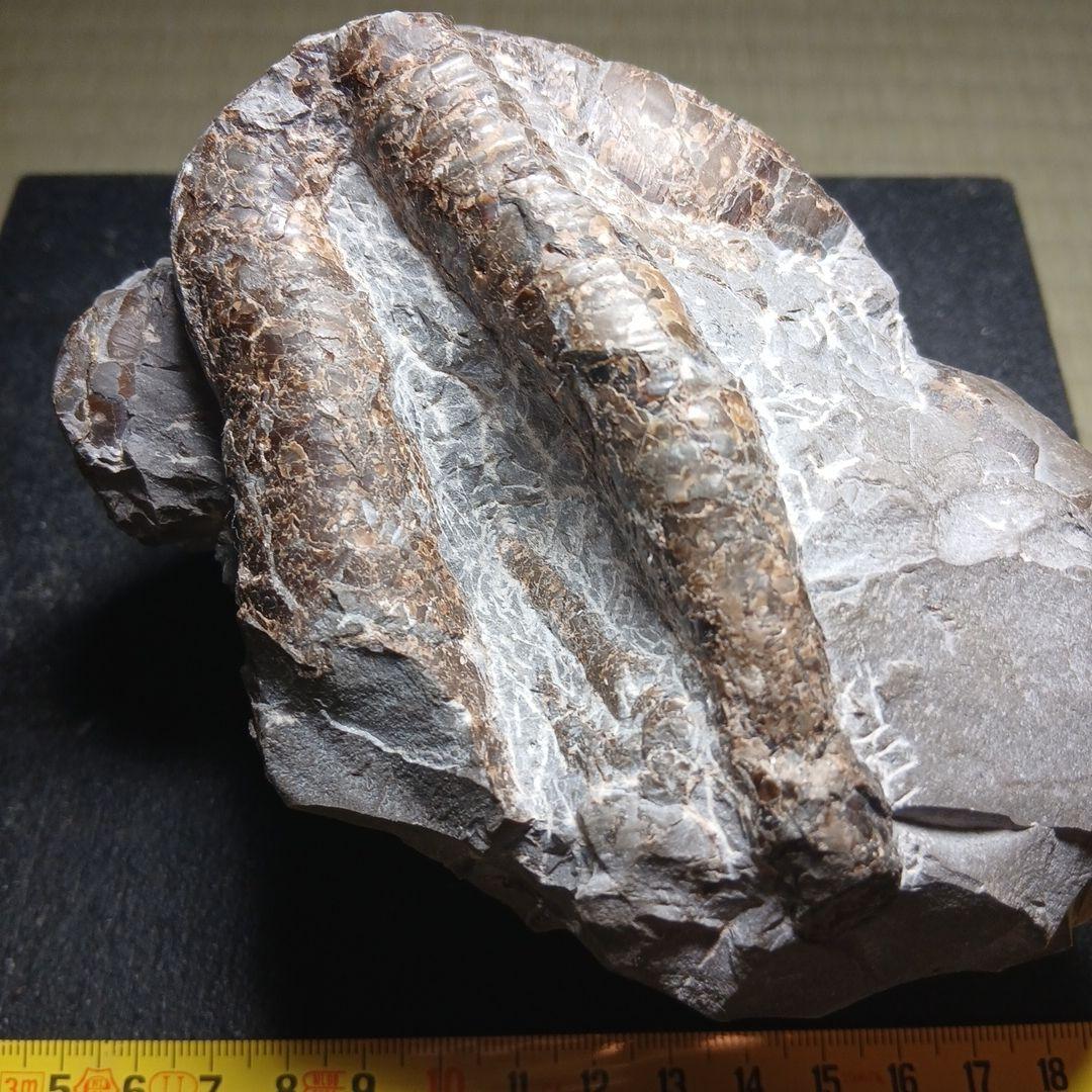 北海道産アンモナイト母岩付き群生化石