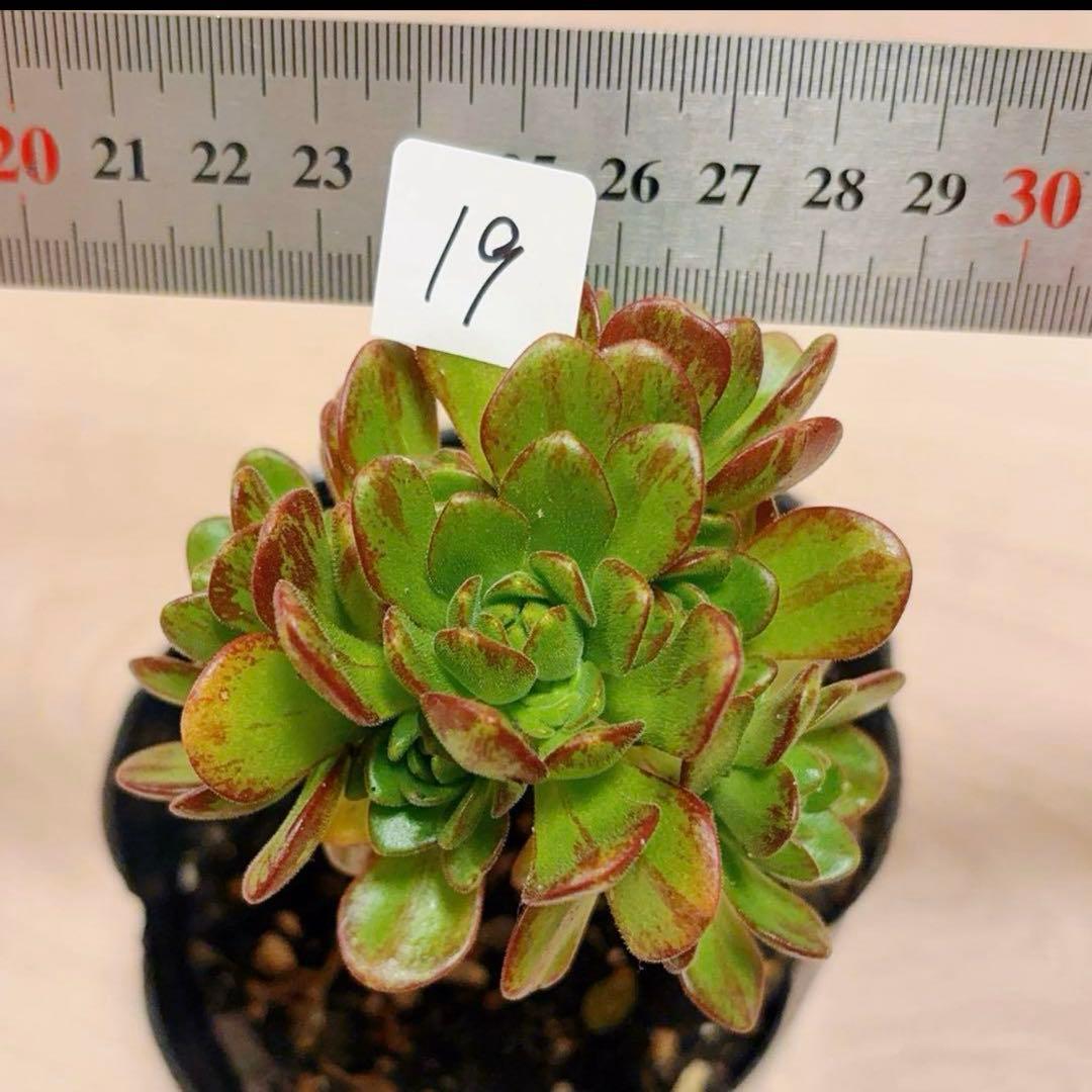 19#多肉植物アエオニウム❤️ サンデルシ— ❤️ 7頭8cm 拔き苗
