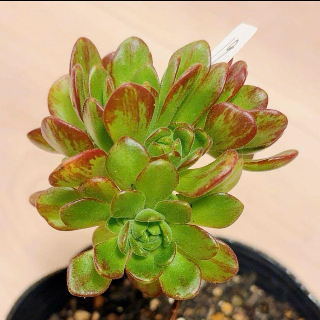 19#多肉植物アエオニウム❤️ サンデルシ— ❤️ 7頭8cm 拔き苗