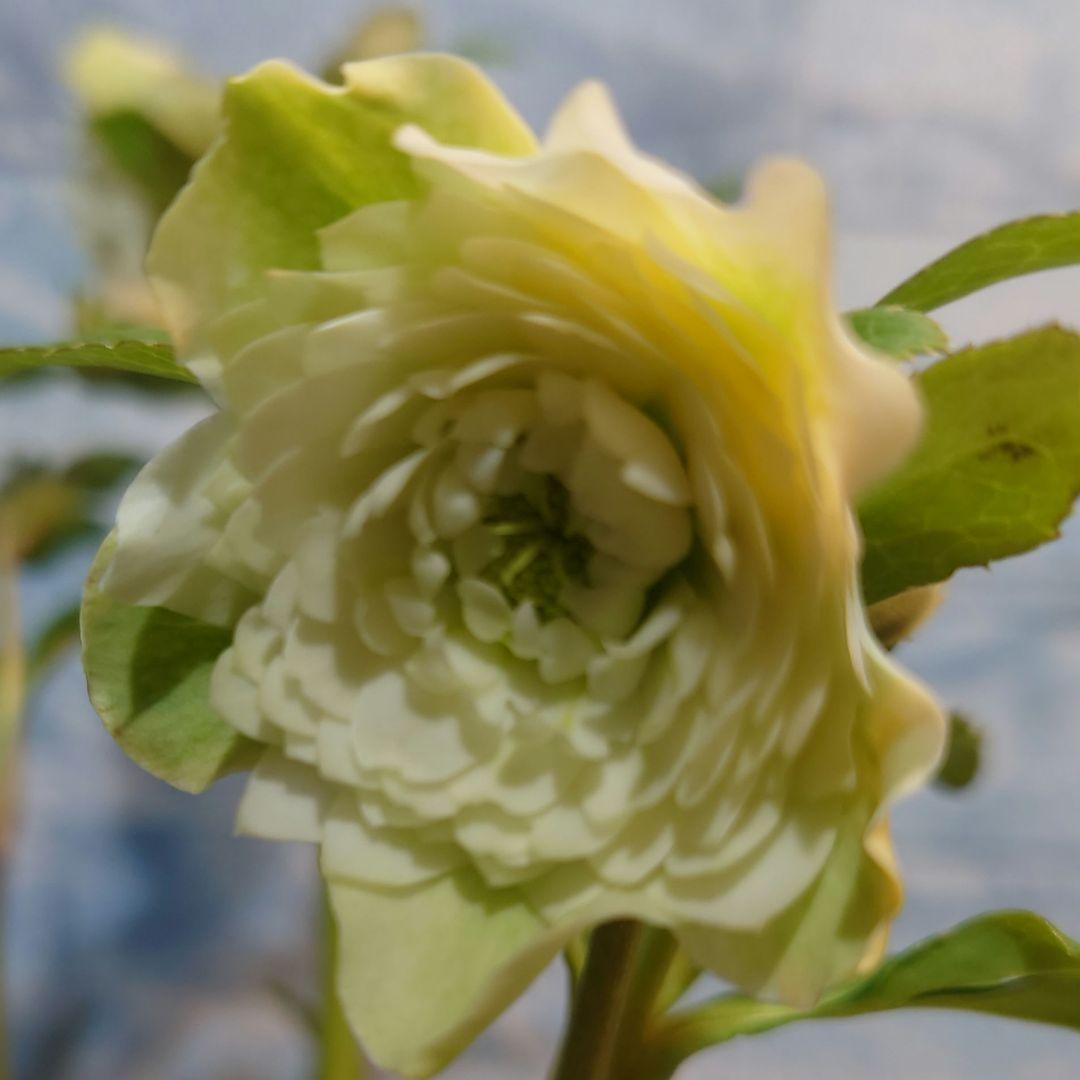 ☀️ クリスマスローズ開花株☀️ 6号スリットポット植え ☀