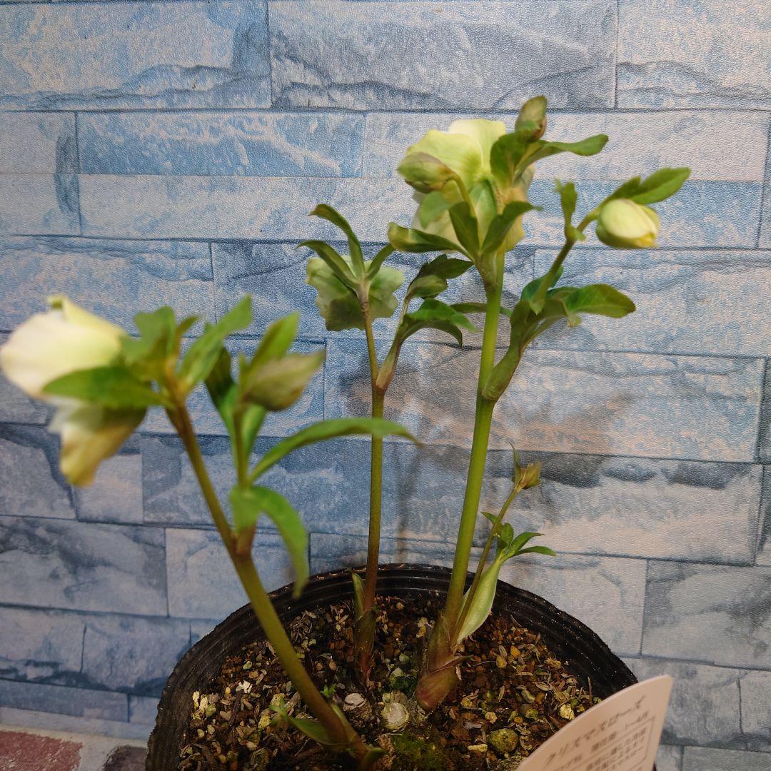 ☀️ クリスマスローズ開花株☀️ 6号スリットポット植え ☀