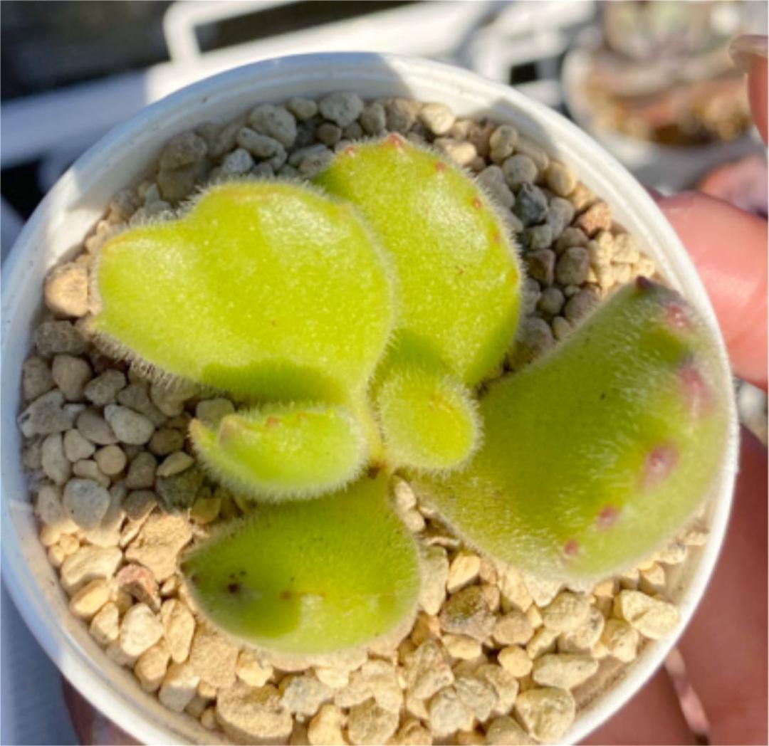 多肉植物　コチレドン　熊童子　ハートマーク入り