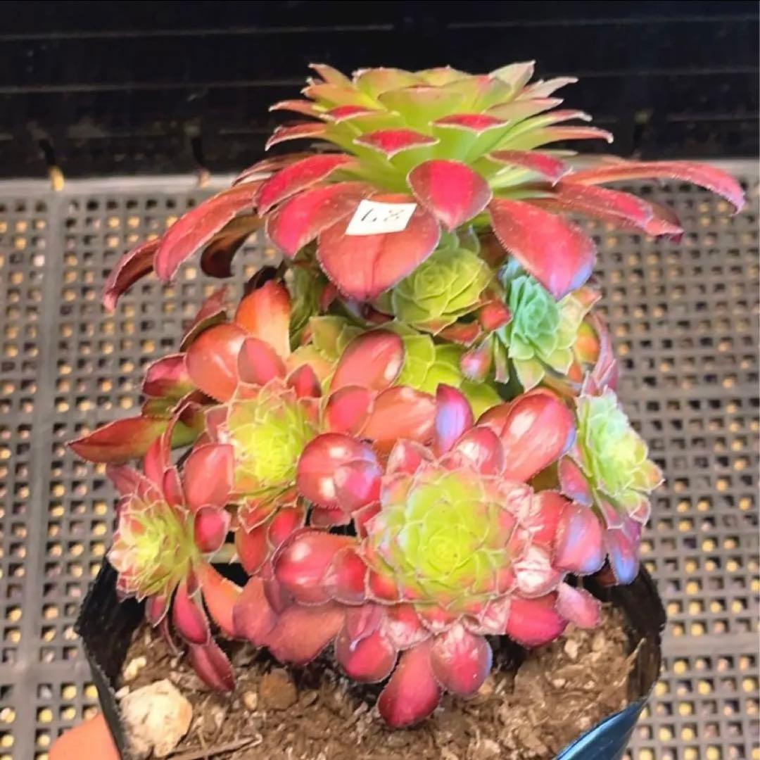 87#多肉植物❤️アエオニウム錦❤️ ドウガン❤️1大頭6小頭+6子芽12cm拨き苗