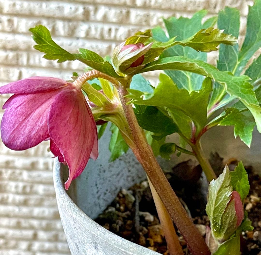 クリスマスローズ苗⭐️130 アプリコットバイカラーダブル