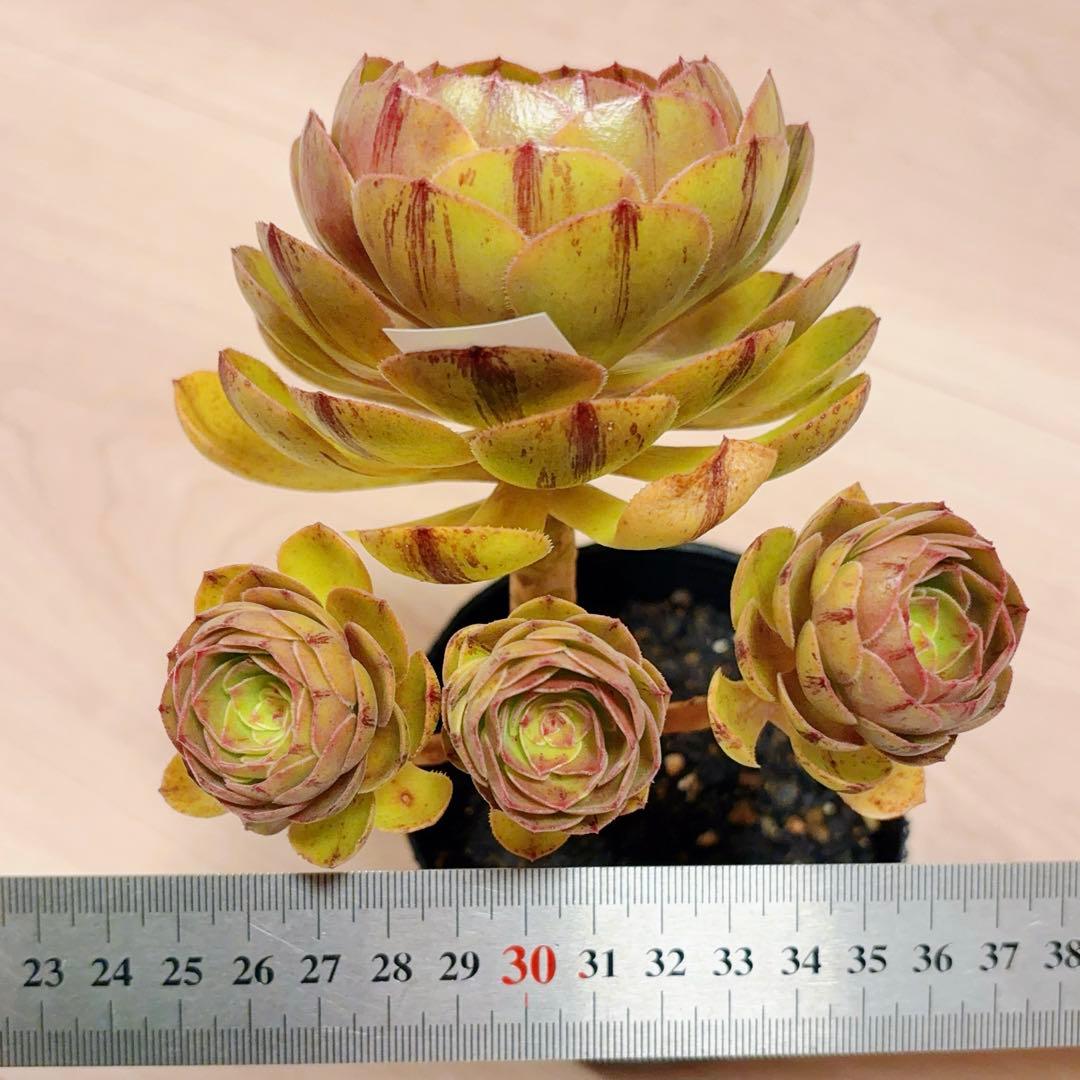 36#植物アエオニウム❤️ハロウィンブラック糸引き锦❤️1大頭3小頭14cm拨き苗