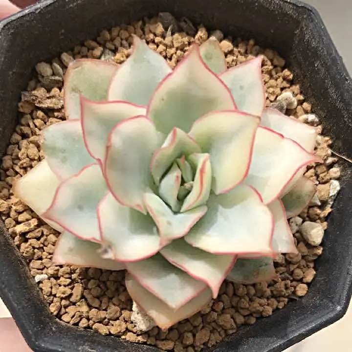 多肉植物   ムーンガドニス覆輪錦