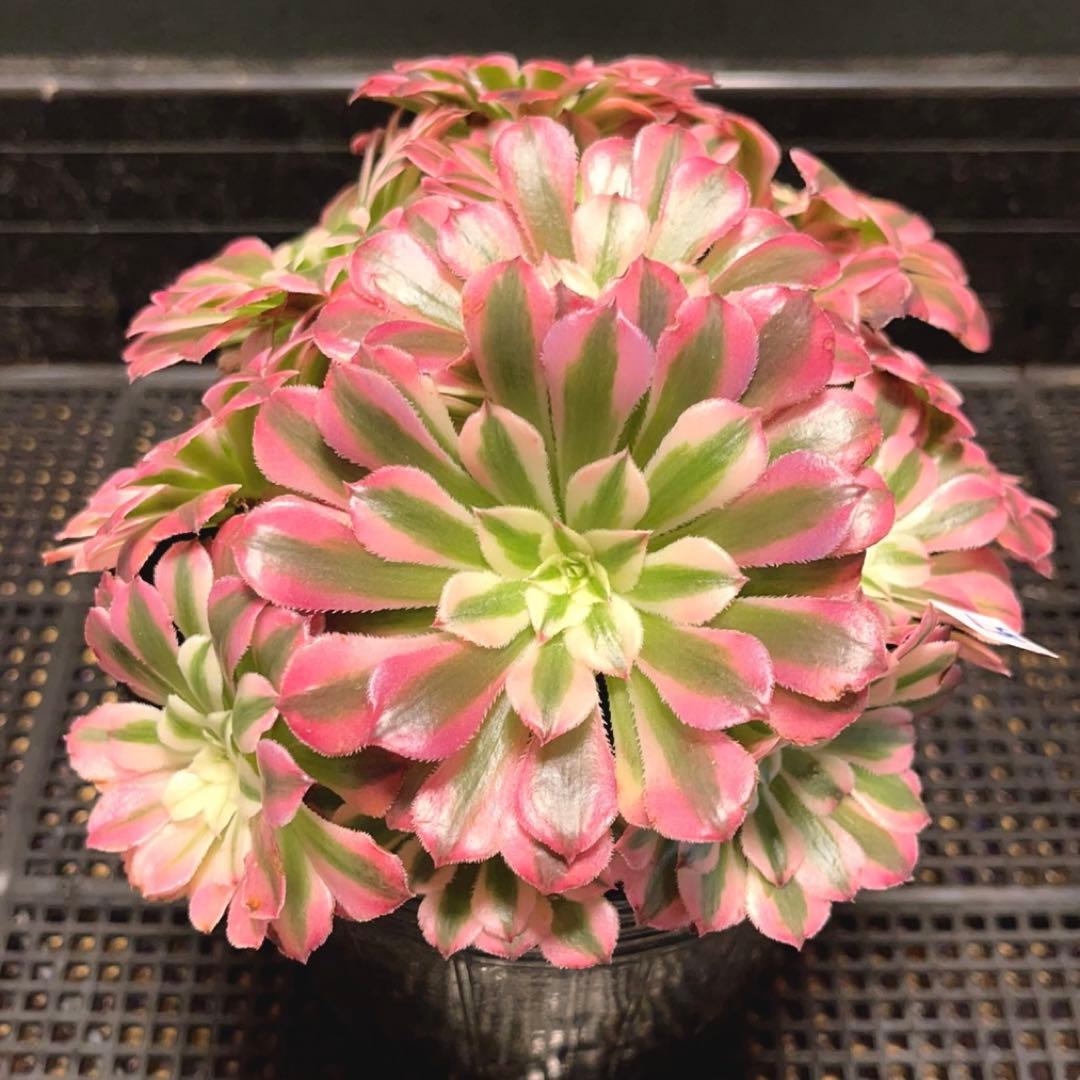 37#多肉植物アエオニウム錦❤️ ガーネット白斑錦 ❤️12頭116cm拔き苗