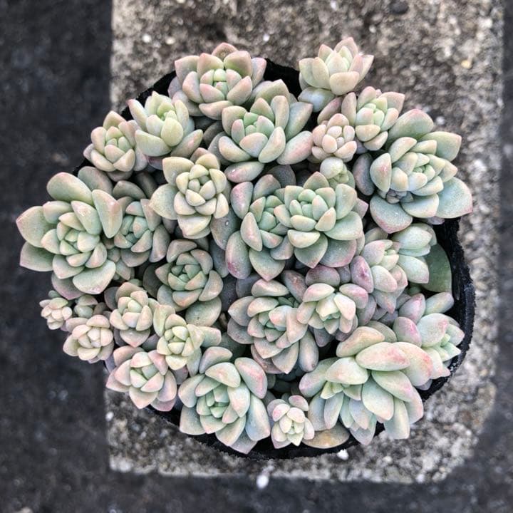 多肉植物✩.*˚プロリフェラ 抜き苗