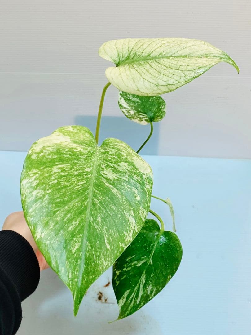 ☆白斑美株☆ モンステラ デリシオーサ ホワイトモンスター 天津蘭③