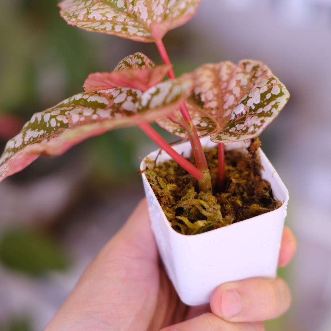 Begonia  Capped Variegata②｜ベゴニア