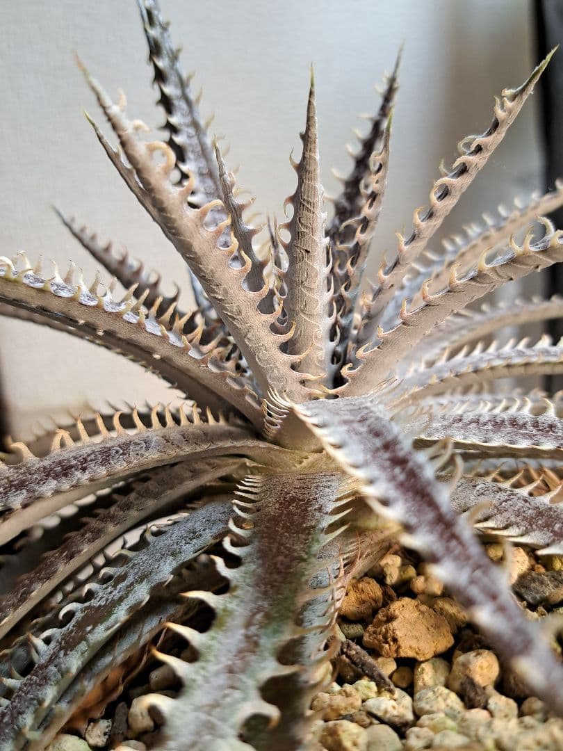 ブロメリア・エアープランツ Dyckia hybrid
