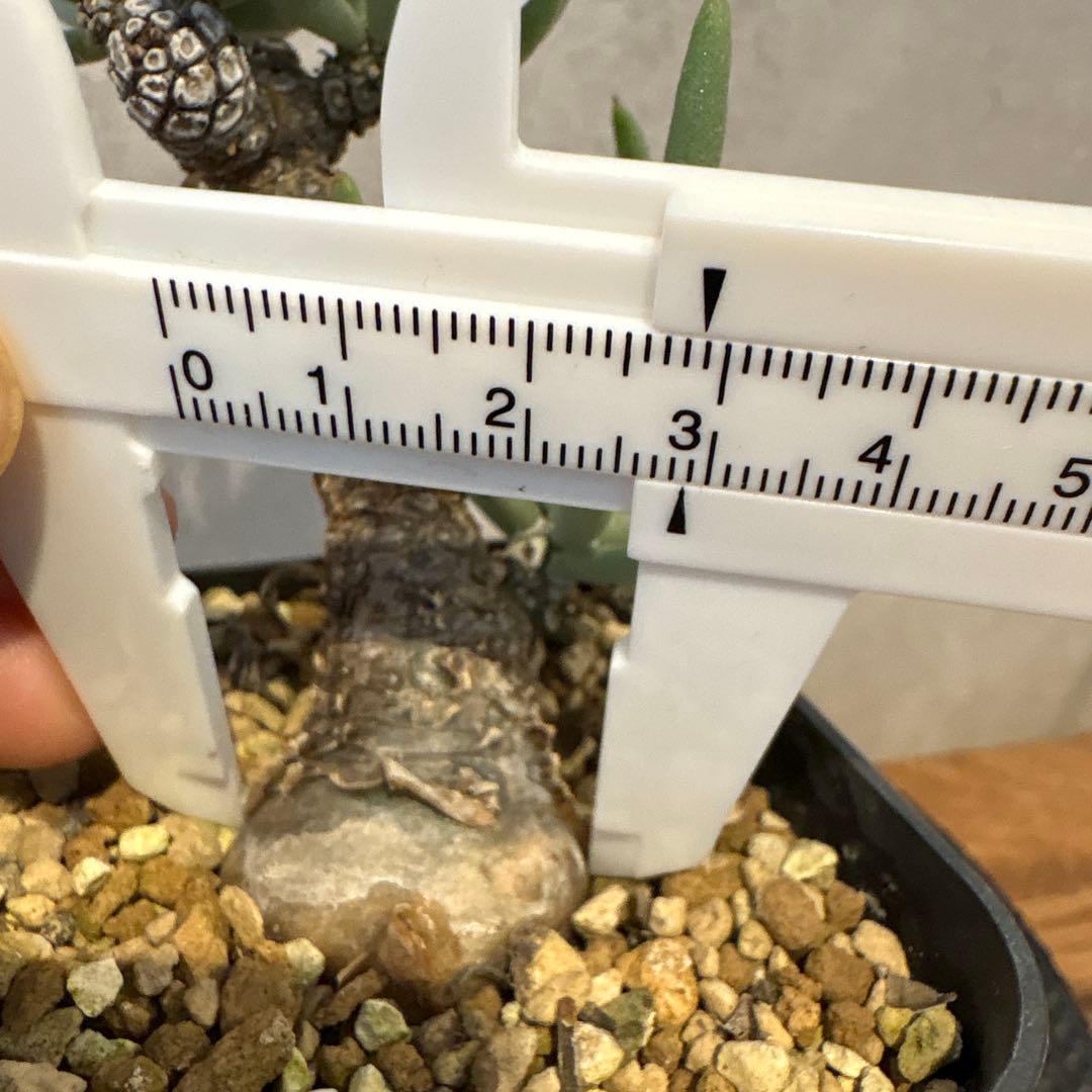 チレコドン　ペアルソニー　実生株　発根済み　白象 塊根植物　鉢ごと発送