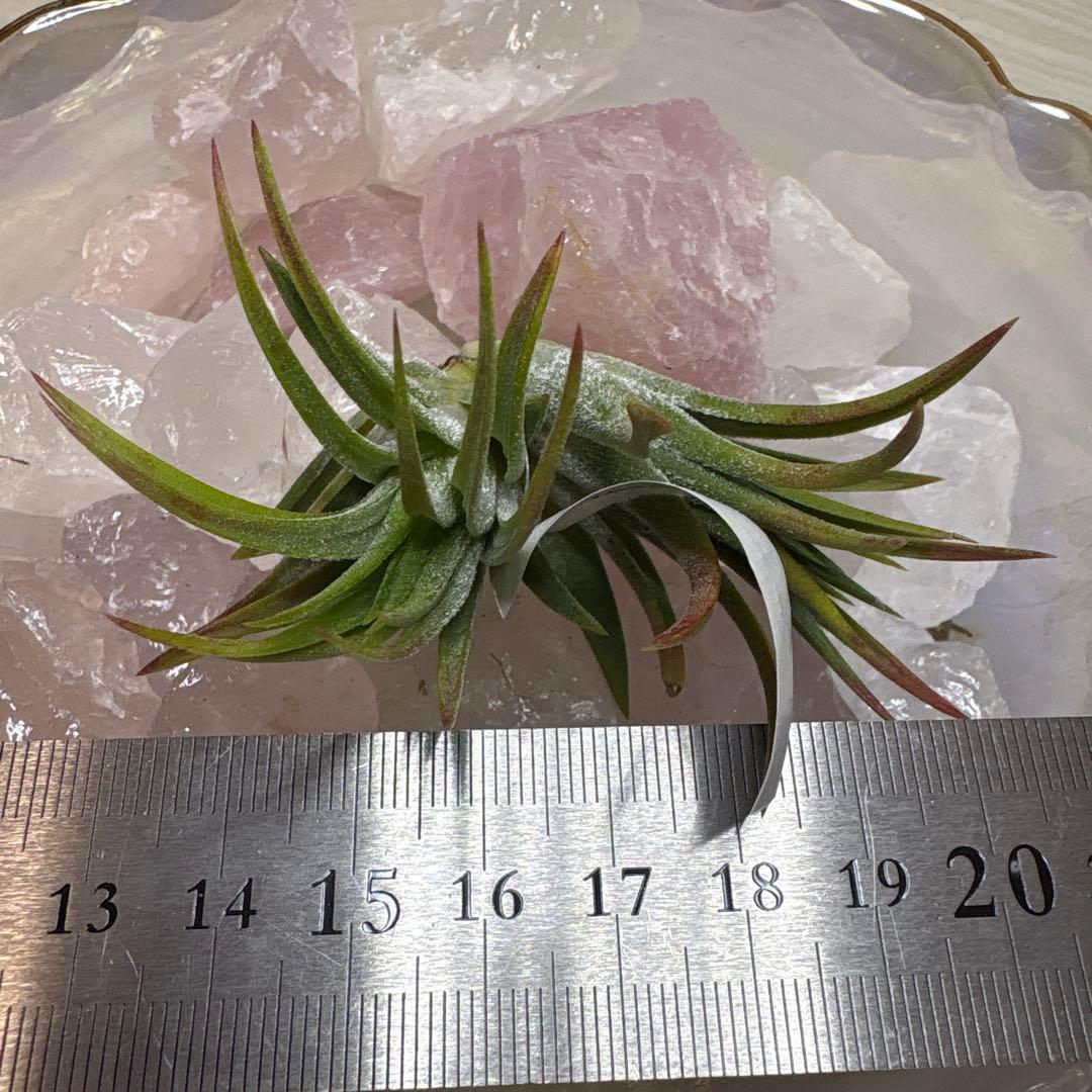 ブロメリア・エアープランツ Tillandsia Ionantha Pachara Predetor