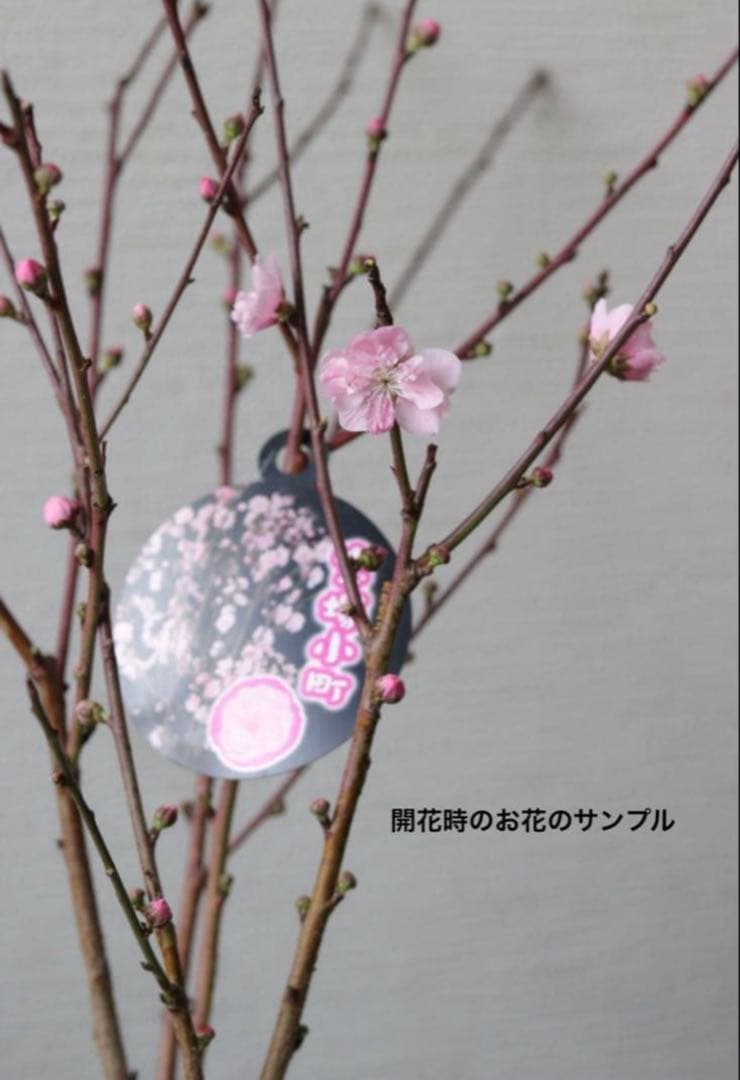 桃の花❤︎春のお花❤︎八重咲き花桃 【宝塚小町】②
