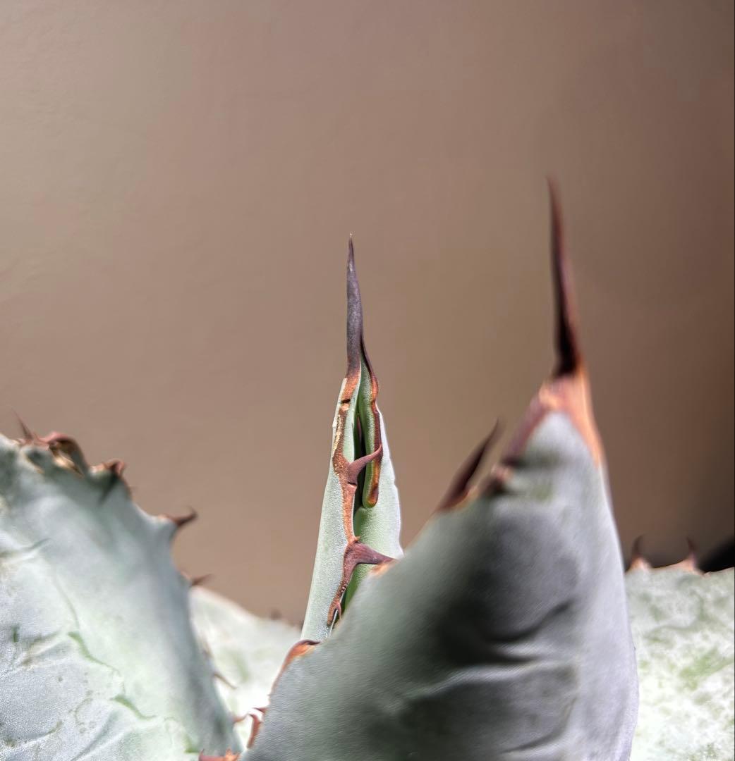 現品　アガベ　チタノタ　ブルー　長葉系選抜 long leaf 鉢のまま発送